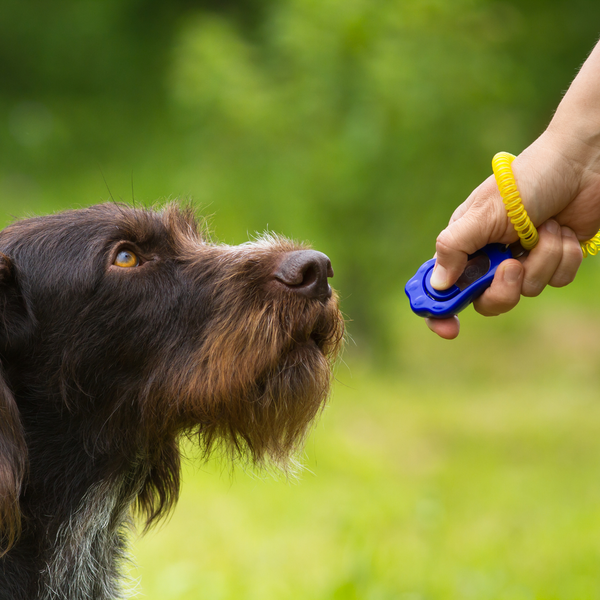 Pet Training Supplies