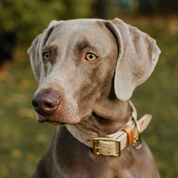 Collars & Leashes