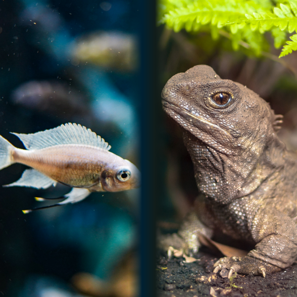 Aquarium & Reptile Supplies