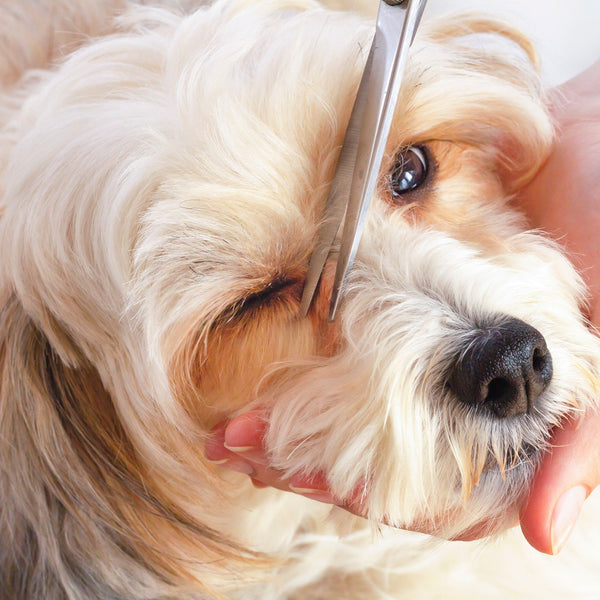 Pet Grooming Supplies