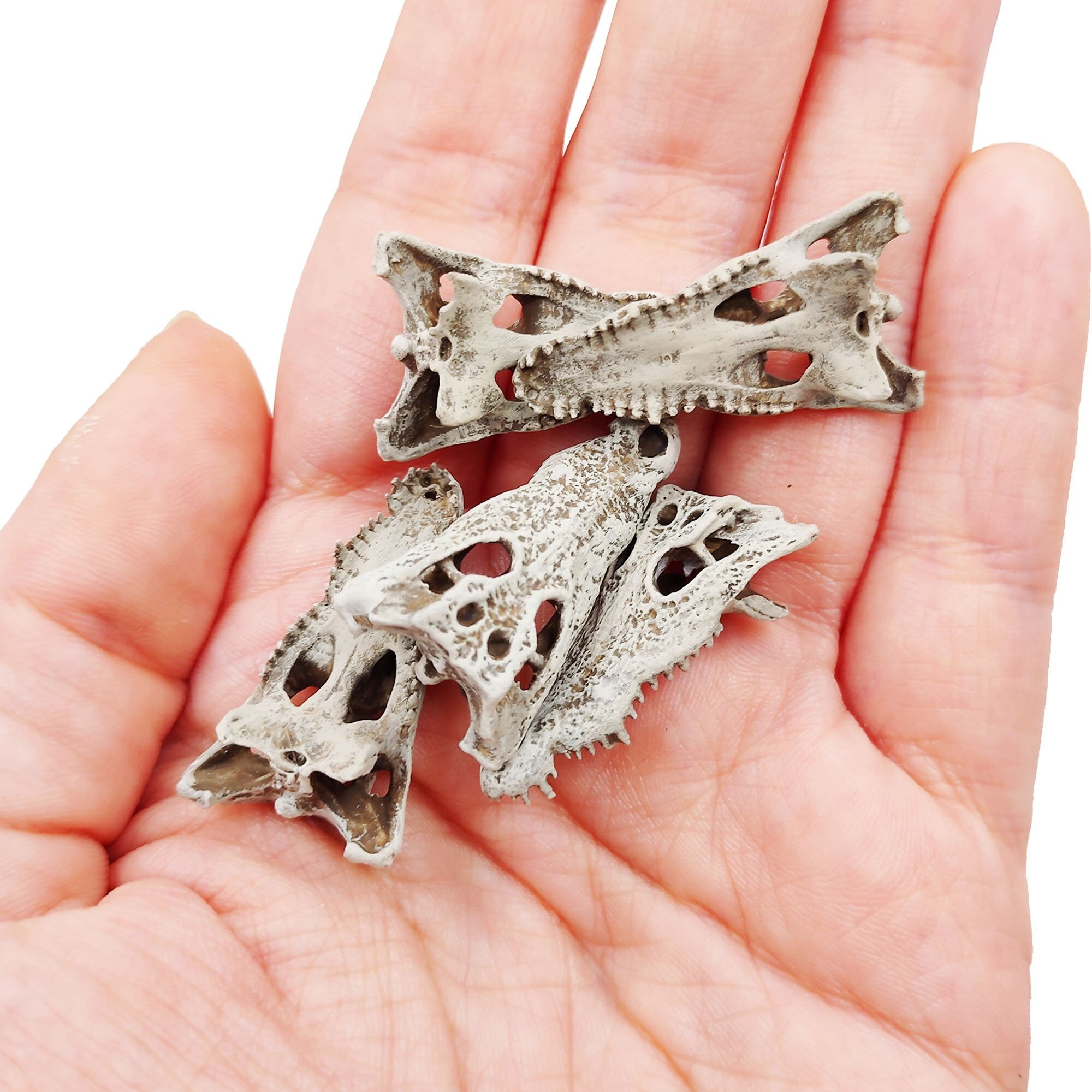 Field Bones Crocodile Skull 1:12 Scale Replica Set (5pcs)